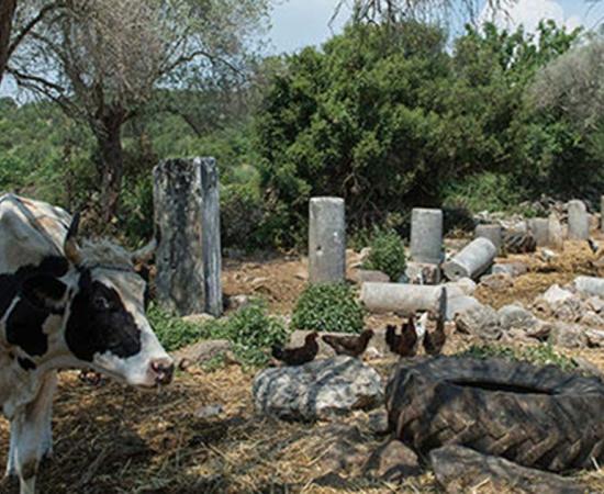 Cows amongst ruins at the ancient city of Bargylia, Turkey.