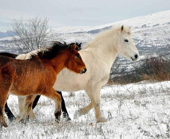 New research has thrown into doubt long-held assumptions about the origin and the gender of horse sacrifices by the last European pagans. Source: Aljabakphoto / CC BY-SA 4.0.