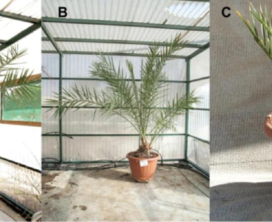 Reborn ancient palm tree saplings    . Source: Guy Eisner / Sciencemag.