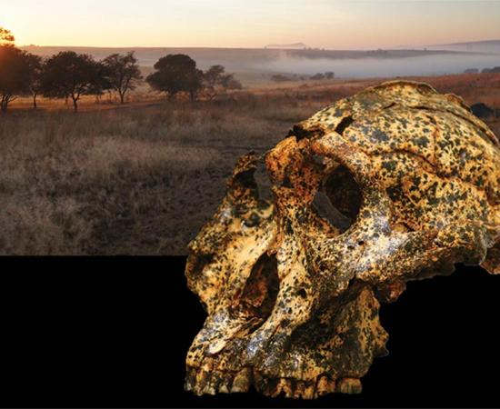 The newly discovered Paranthropus skull. Source: Jesse Martin and David Strait