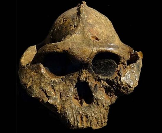 The skull of Paranthropus boisei, known as KNM ER 406, photographed at the Nairobi National Museum in August 2012.                    Source: Bjørn Christian Tørrissen/CC BY-SA 3.0