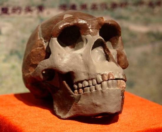 A replica of the Peking Man skull, because all the originals vanished, from the Peking Man Site, on display at the Paleozoological Museum of China. Source: Yan Li / CC BY-SA 3.0