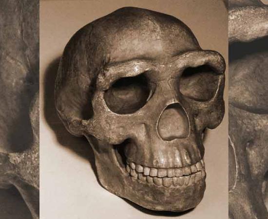 Reconstruction of the Peking man skull. Source: kevinzim / CC BY 2.0