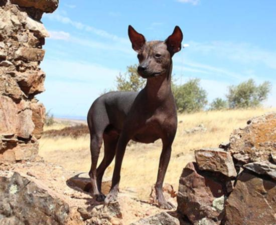 Peruvian hairless dog. Source: CC BY SA 3.0