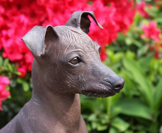 Peruvian hairless dog. Source: fotografie4you.eu / Adobe Stock.