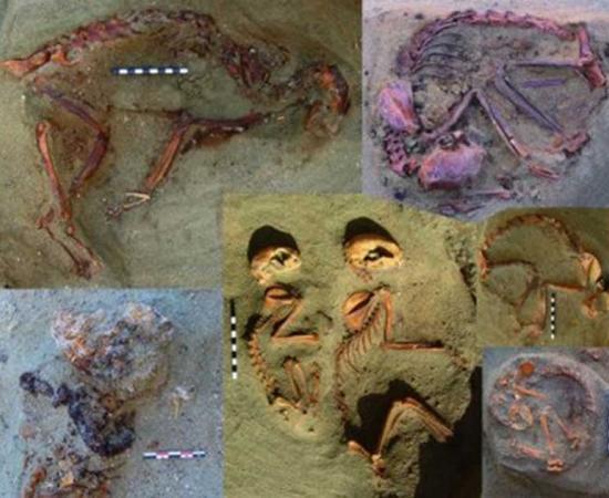 A Roman Era Pet Cemetery: 86 Cat Burials Discovered in Egypt