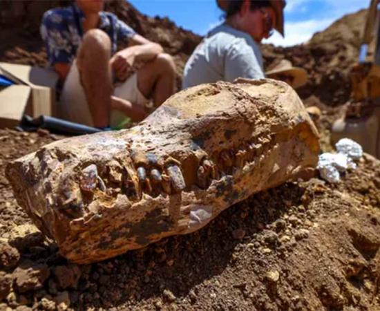 Plesiosaur skull fossil found with the complete body skeleton in Western Queensland.	Source: © Queensland Museum