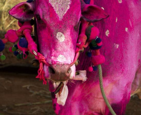 Colorful Indian Kangayam Holy Cow ready for pongal festival.           Source: pradeep/ Adobe stock