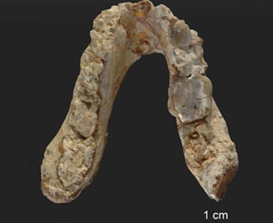 The lower jaw of the 7.175 million-year-old Graecopithecus freybergi (El Graeco) from Pyrgos Vassilissis, Greece (today in metropolitan Athens).