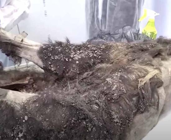 The prehistoric Siberian bear. Source: YouTube Screenshot / Reuters.