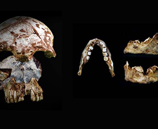 Prehistoric Skull and Jaw Found in Laos 