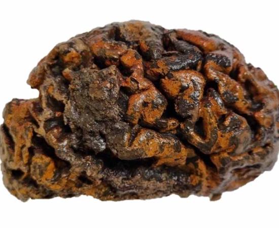The thousand-year-old preserved human brain of an individual excavated from the c. 10th century churchyard of Sint-Maartenskerk in Ypres, Belgium. This specimen is among more than 4,000 recorded in a newly compiled archive.                           Source: Alexandra L. Morton-Hayward/Royal Society Publishing