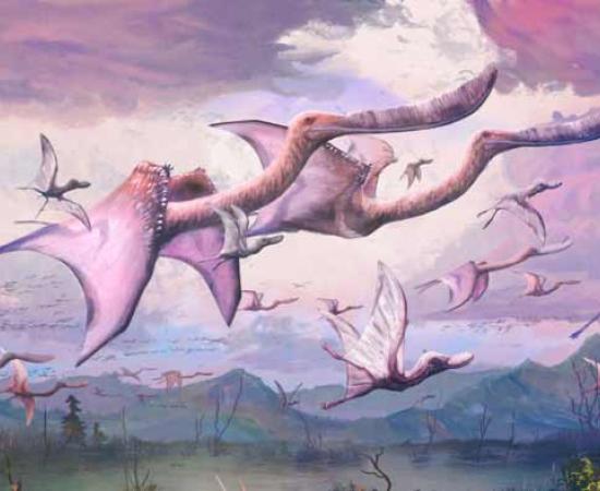 A flock of adult and hatchling flamingo-like pterosaurs, known as Pterodaustro guinazui, take flight in early Cretaceous-period Argentina.            Source: Dr Mark Witton / Nature