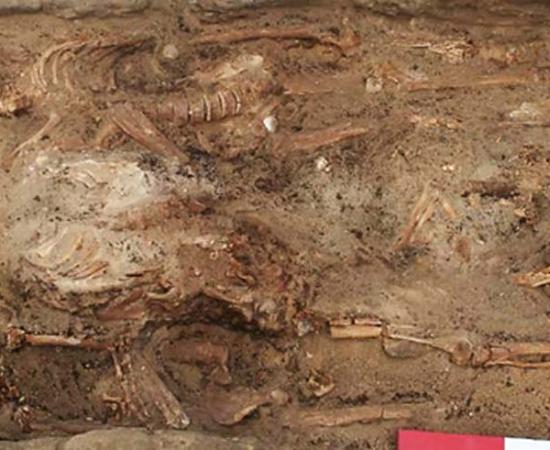 GR1014 showing upper layer of burials with the partially removed skeleton of B26 (one of the possible eunuchs) in the middle. 