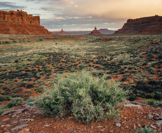 Valley of the Gods, Bears Ear National Monument, Utah, where the Pueblo peoples practiced a form of sustainable agriculture long ago. The plants they planted are now being used as a clue for finding other possible archaeological artifacts nearby.    