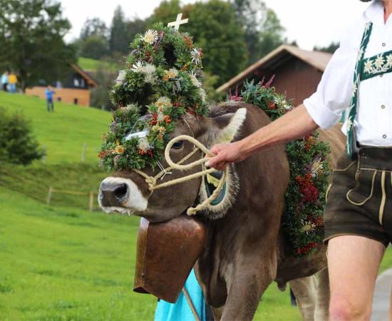 The celebration involves giving 3 cows to the Spanish. Source: U. J. Alexander / Adobe Stock.
