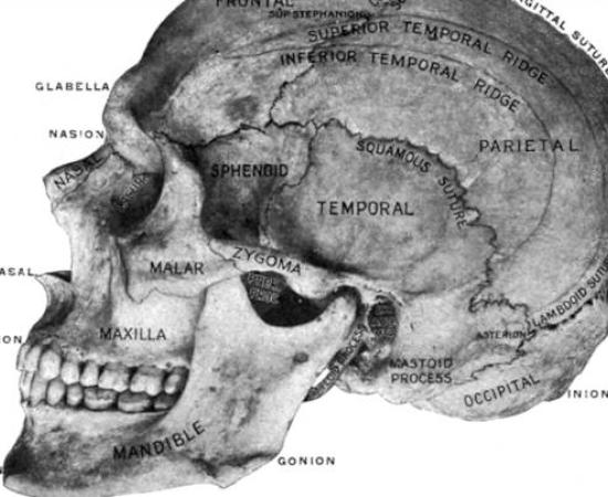 Skull, viewed from the left side, showing the principal craniometric points.	 