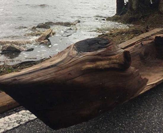 Cypress Dugout canoe found by Randy Lathrop by the Indian River after Hurricane Irma. 