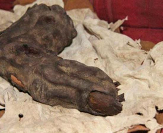 While on an excursion in Egypt, Gregor Spörri met Nagib, heir to a mummified finger.  This Relic of Bir Hooker measured 35cm and was authenticated with 1960s x-rays. Source: Courtesy of ©Gregor Sporri.