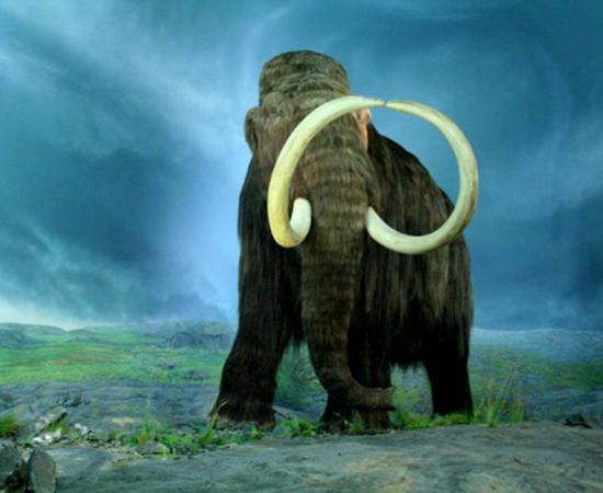 The Woolly Mammoth at the Royal BC Museum, Victoria, British Columbia