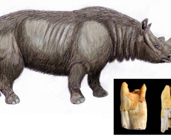 Illustration of the prehistoric narrow-nosed rhinoceros (Stephanorhinus hemitoechus), a species whose teeth were used as tools by Neanderthals.  