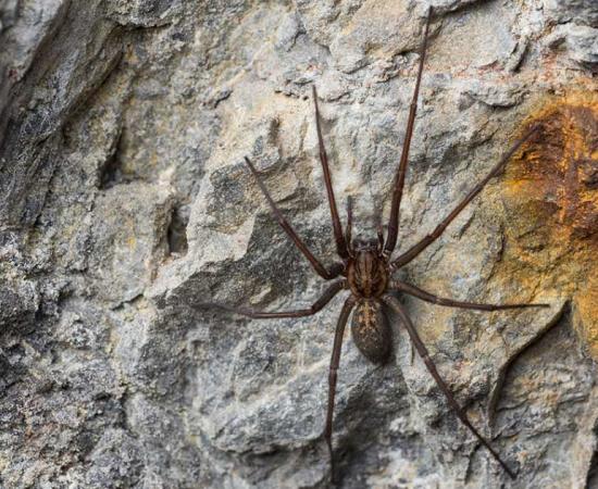 Legend has it that Robert the Bruce was inspired to continue his struggle for Scottish independence by a spider in a cave. Source: pedro / Adobe Stock