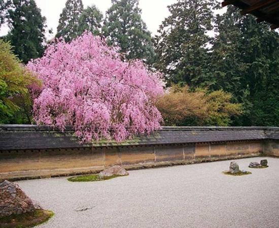 Finding Zen in the World’s Most Famous Rock Garden