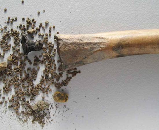 The bone, black henbane seeds and tar plug used to keep it sealed. Source: BIAC Consult