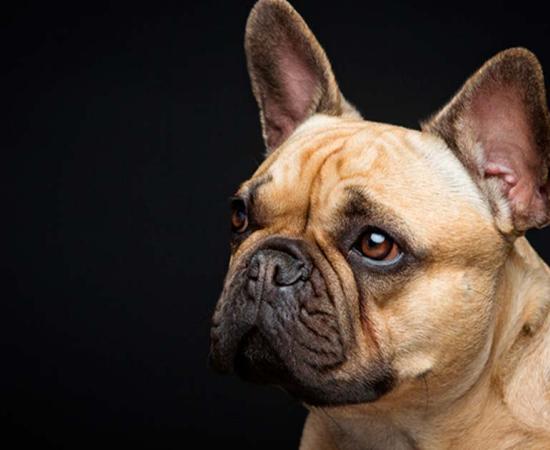 Study reveals Romans bred bulldog-like canines 2,000 years ago. Source: svetography / Adobe Stock