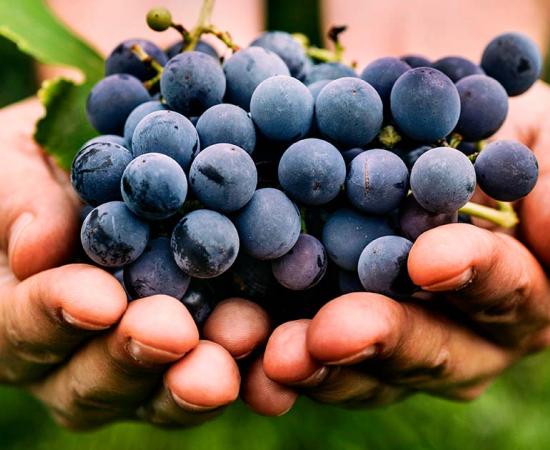 Evidence in East England has revealed that there were Roman vineyards in the area. Source: mythja / Adobe Stock