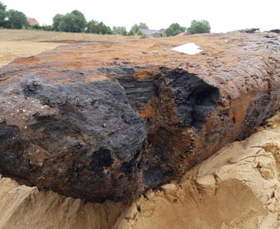 Close up one of the four oak wood piles found in the Meuse River, near Dreumel, Gelderland Province, The Netherlands