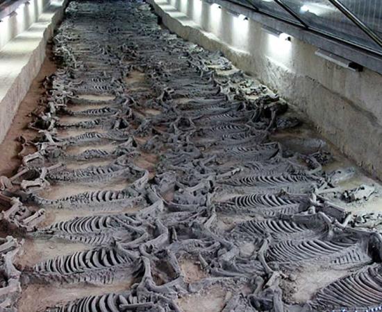 Archaeologists Unearth Gruesome Site Where Chinese Emperors Sacrificed Horses