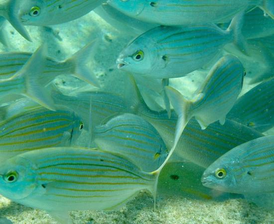 Salema porgy fish in the sea