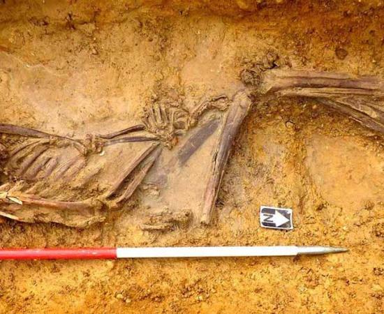The excavated burial of Offord Cluny 203645. DNA has revealed he was a Sarmatian immigrant to Britain. Source: MOLA Headland Industry