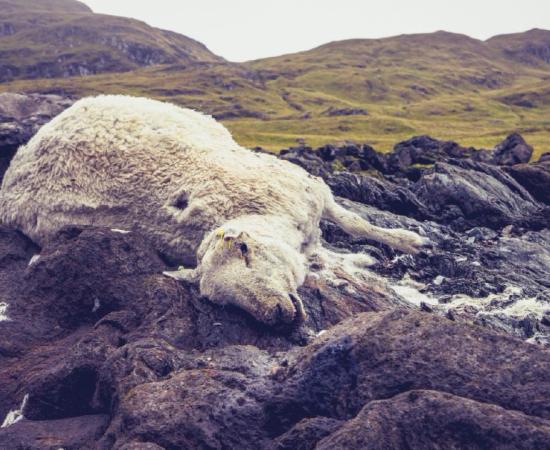 The killing of sheep found in the UK have been blamed on Satanists.  Source: LoloStock / Adobe Stock