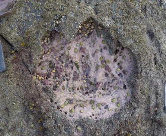 A sauropod footprint found in Scotland was among several that included smaller, two-legged meat-eating dinosaur footprints.