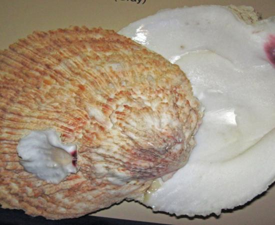 A giant rock scallop (Crassadoma gigantea), type used to create the beads.