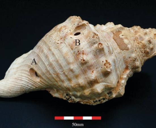 Photograph of one of the Neolithic shell trumpets from Catalonia.