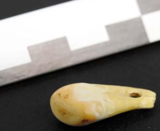 Pierced deer tooth discovered from Denisova Cave in southern Siberia that yielded ancient human DNA. Source: © MPI f. Evolutionary Anthropology/Nature