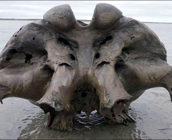 This massive 10,000-year-old skull was just a small part of the Siberian mammoth remains discovery. Source: Artem Cheremisov / Siberian Times