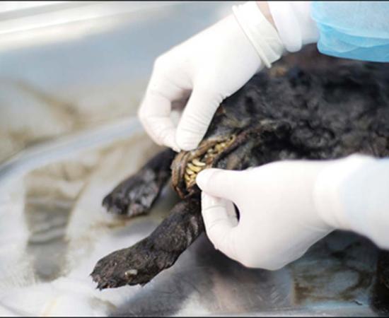 Siberian puppy frozen in permafrost for 14,300 years gives scientists major RNA breakthrough. Source: Siberian Times