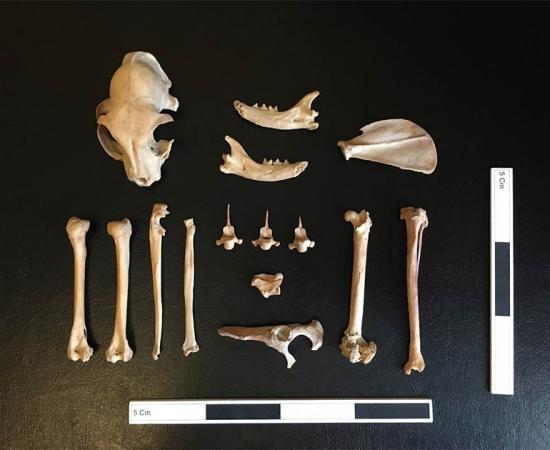 The remains of the cat fund in Kazakhstan. Source: Ashleigh Haruda / MLU