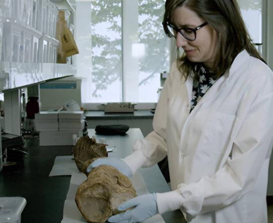 Simon Fraser University. "When mammoths roamed Vancouver Island." ScienceDaily. ScienceDaily, 7 August 2024