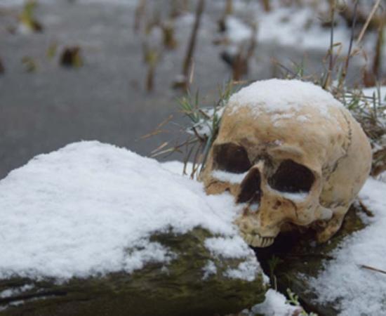 Skull in the snow. Credit: Antje / Adobe Stock