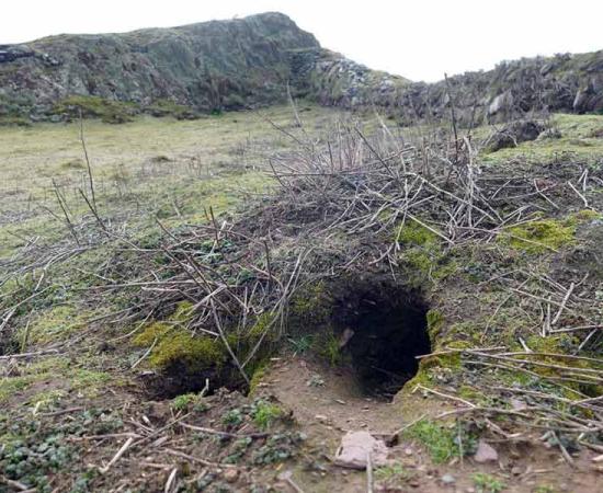 The rabbit hole which produced the prehistoric finds on Skokholm Island.       Source: Richard Brown and Giselle Eagle, WTSWW / Royal Commission RCAHMW).