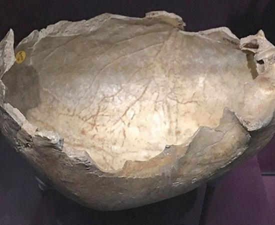 Skull cup, found in Gough's cave, Somerset, England. About 14,700 years old, this skull bears cut marks inflicted shortly after death to remove soft tissues and shape the skull into a cup. 