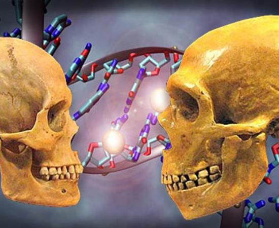 : Deriv; Skull of a modern human (left) and a Neanderthal (right). Museum of Natural History in Cleveland. 