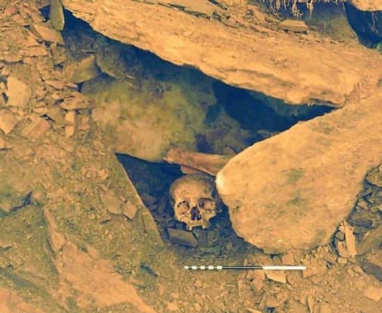 Skull shown in-situ prior to excavation