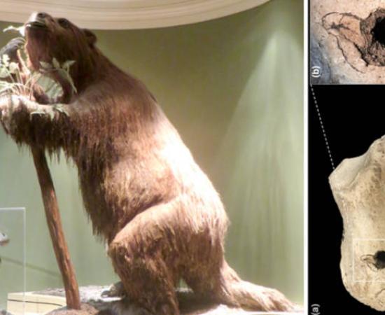 Left, A giant sloth reproduction. Right; The 33,000-year-old calcaneus (heel bone) of Lestodon armatus 