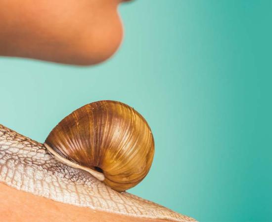Snail slime was used for beauty products. Source: Volodymyr / Adobe Stock.